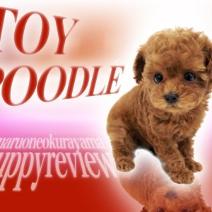【 トイプードル 】レッドホットコート!奇跡の黄金比の超ハイレベルトイプー登場!