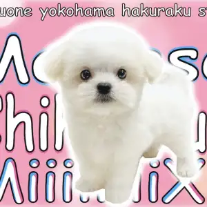 まるちわわんさま 専用です MIX 】両親はチワワとマルチーズ！丸いマシュマロフォルムの超