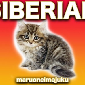 【 サイベリアン 】ブラウンタビーのワイルドCAT!目ヂカラ最強イケメンあらわる