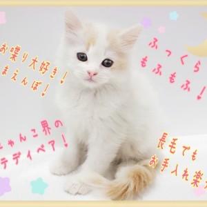【 ラガマフィン 】ふわふわまんまる!長毛種でもお手入れ楽チン!