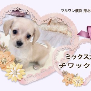 AZONE INTERNATIONAL::えっくす☆きゅーと::商品詳細