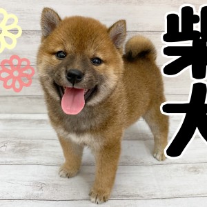 【 柴犬 】にっこり笑顔の柴犬がやってきた!お迎えに大切なポイントも解説!