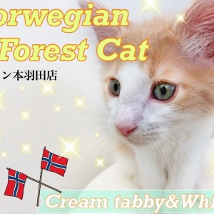 【 ノルウェージャンフォレストキャット 】過去No.1美男子が本羽田店に降臨!