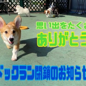 【 ドッグラン閉鎖のお知らせ】楽しい思い出をありがとう!!