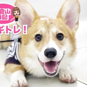 【 6/12 コギトレ 】トレーニング頑張ってるよ!僕はおりコーギー!の巻