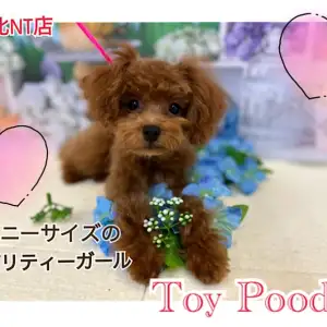 トイ・プードル 】タイニーサイズのお茶目なプーちゃん | マルワンBLOG  
