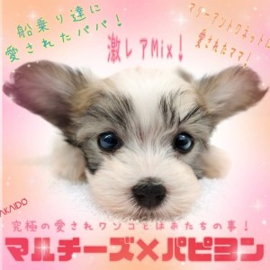 MIX 】パパはマルチーズ！ママはパピヨン！激レアミックス！ | マルワンBLOG | ペットショップ マルワン 小さめ子犬 美形な子猫  初心者安心のサポート