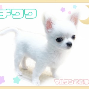 チワワ 】生後100日で868g！！涙やけのない美白女子
