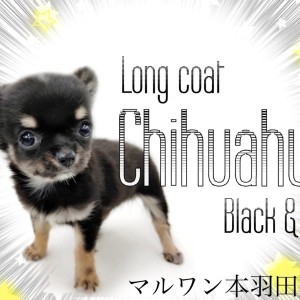 チワワ 】最強フェイスをもった小さめチワワは愛嬌たっぷり男子