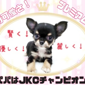 パグパグちゃんさん専用 渋川難波🌸 on X: 