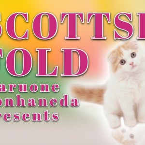 【 スコティッシュフォールド 】温厚な赤白にゃんこの注目ポイント4選!