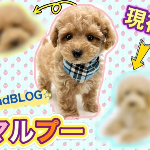 【ぷりんページ】 なかよしトイプーさん Toy Poodle Kotaro & Mio - YouTube