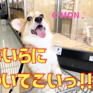 【 7/1リニューアルの大倉山店】僕が案内しちゃうワン!コーギーの巻