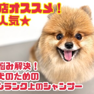 【 元町トリミング 】お悩み解決!愛犬のためのセミオーダーシャンプーをご紹介!