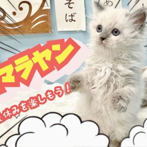 ヒマラヤン 】希少な猫種登場！夏休みに素敵なにゃんこライフを送っ ...