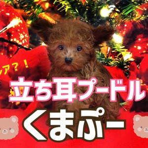 【 トイプードル 】激レア!?立ち耳プードルの「くまプー」がやってきた!!