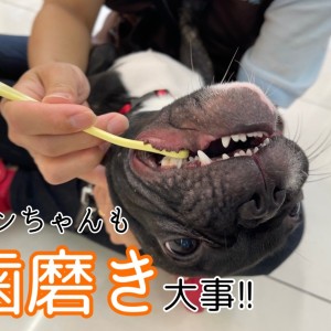 【 7/2歯磨きトレーニング 】ブルゾウ&こぎたんも歯が命!!歯磨き大事!の巻