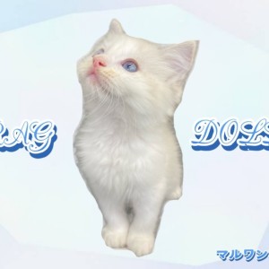 【 ラグドール 】甘えん坊のイケメンラグくんが仲間入り!