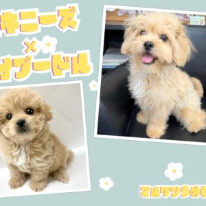 【 MIX 】レアなMIX犬ペキプーちゃん!成長の様子を大公開!