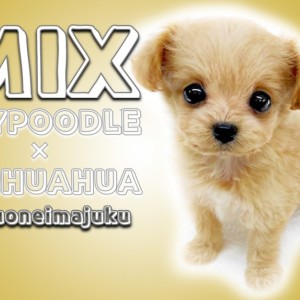 MIX犬 】トイプードルとチワワのMIX！手乗りサイズのアイドル全開な