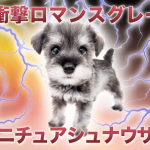 【 ミニチュアシュナウザー 】ヤバいほどに美しい毛色!4つの魅力に迫る!