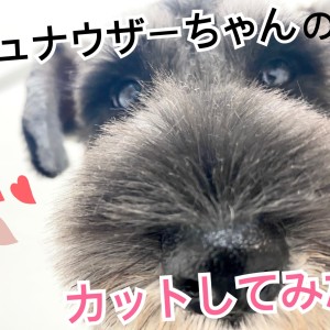 【 元町トリミング 】お店のシュナウザーちゃんをカットしてみた!
