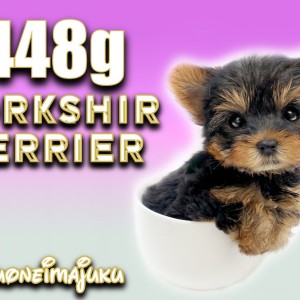 ヨークシャーテリア 】生後62日で448g！手乗りサイズの極小