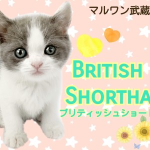 【 ブリティッシュショートヘア 】ハチワレ好き必見！！超美形！甘えん坊な男の子