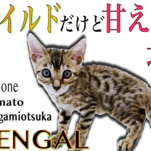【 ベンガル 】ワイルドな見た目だけど超甘えん坊！ギャップNo.1のヒョウ柄猫！