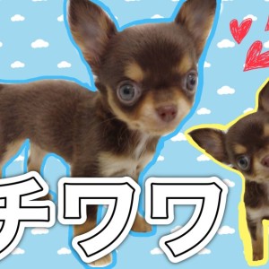 【 チワワ 】くっきりタンにグレーな瞳。元気いっぱいチョコタンチワワ