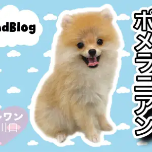 ポメラニアン 】生後4ヵ月を迎えたポメ太くんの現在の姿をチェック  