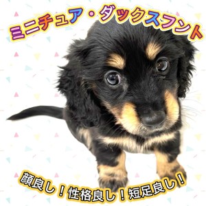 【 ミニチュアダックスフント 】生後約3ヶ月で1.2kg!小柄なブラタンダックス