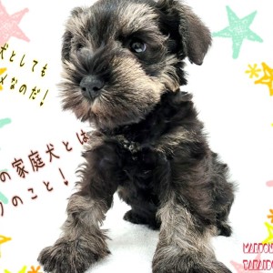 【 ミニチュアシュナウザー 】歴代No.1の甘えんぼ!賢さ抜群!魅力的な室内犬!