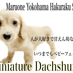 【 ミニチュアダックスフント 】生後60日で750g!ベビーフェイスの女の子!