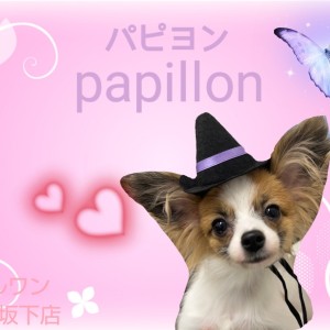 【 パピヨン 】生後6ヵ月!蝶のように大きく綺麗なお耳の美人さん!