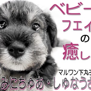 【 ミニチュアシュナウザー 】永遠の子犬顔?ぬいぐるみと見間違われた超癒し系!