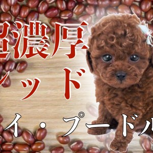 a*)様 トイプードル レッド トイプードル レッド （夏ママ×嵐パパ） 長女 小ぶりサイズ