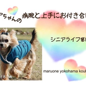 【お役立て情報】シニア犬の病院と上手にお付き合い