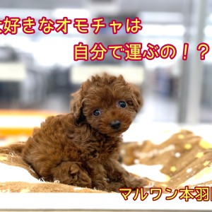 【 トイプードル  レッド 】あたちのお気に入りのオモチャはベッドに運ぶよ!