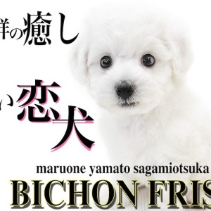 【 ビションフリーゼ 】大人気のアフロ犬!純白のルックスに懐っこい性格の白い恋犬