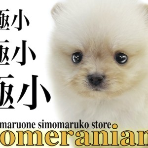 リアル ポメラニアン 】手乗り写真もあるよ！生後2ヶ月で体重365g、極小 財布・ケース・小物入れ