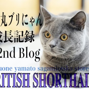 【 ブリティッシュショートヘア 】抜群の飼いやすさ!懐っこくて触れ合いが大好き!