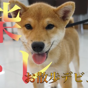 柴犬 柴犬♀2509D0875 - YouTube
