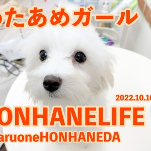 【 ホンハネライフ 】ミニマムボディのわたあめマルプー!
