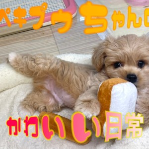 ワンワン日記】ペキプーちゃんの可愛いがたくさん詰まった日常を