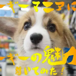 コーギーレポート コーギーマニアに魅力を聞いてみよう マルワンblog ペットショップ マルワン 小さめ子犬 美形な子猫 初心者安心のサポート