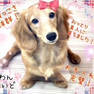 【 ミニチュアダックス 】人懐っこさ抜群!甘噛みなし!おっとり美人に育ちました!