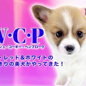 コーギー 】短足レッド＆ホワイトのとびきりの美犬がやってきた！ | マルワンBLOG | ペットショップ マルワン 小さめ子犬 美形な子猫  初心者安心のサポート