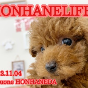 【 ホンハネアイドル 】王道アイドル系プードル!可愛すぎるお顔に急接近!