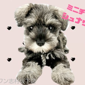 【 ミニチュアシュナウザー 】天真爛漫なベビーフェイスの女の子！